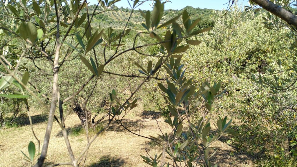 L'oliveto di Casa Julia